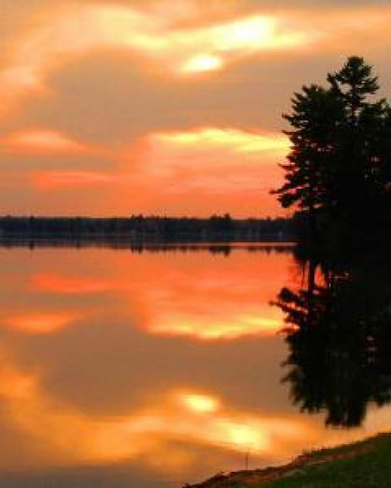 gallery/ESW-Images-tree_resize